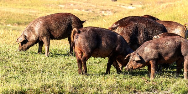La montanera y los entornos naturales del cerdo ibérico