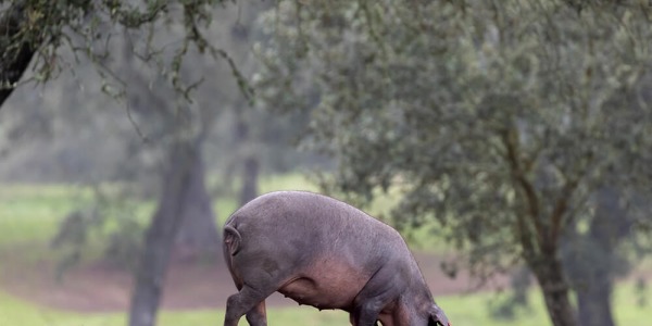About the breed of Iberian pigs and types of ham